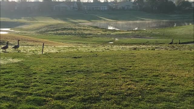 Geese, January 2023