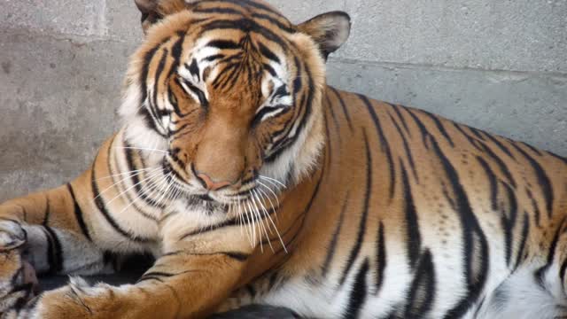 When tigers are off the mood