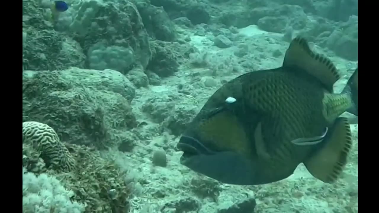 Titan Trigger Fish moving coral