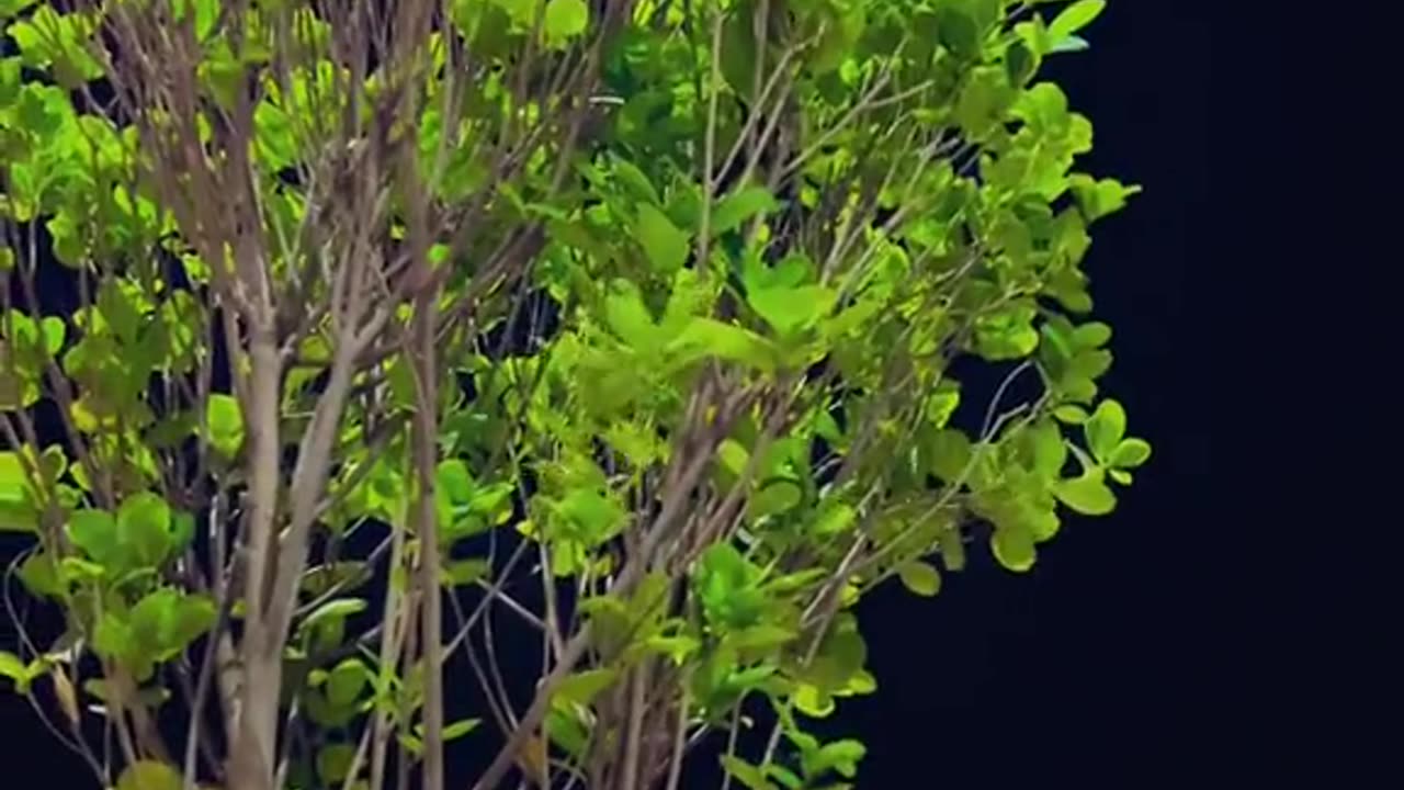 Daikha Zamana Sara Bharam Hay....❤️