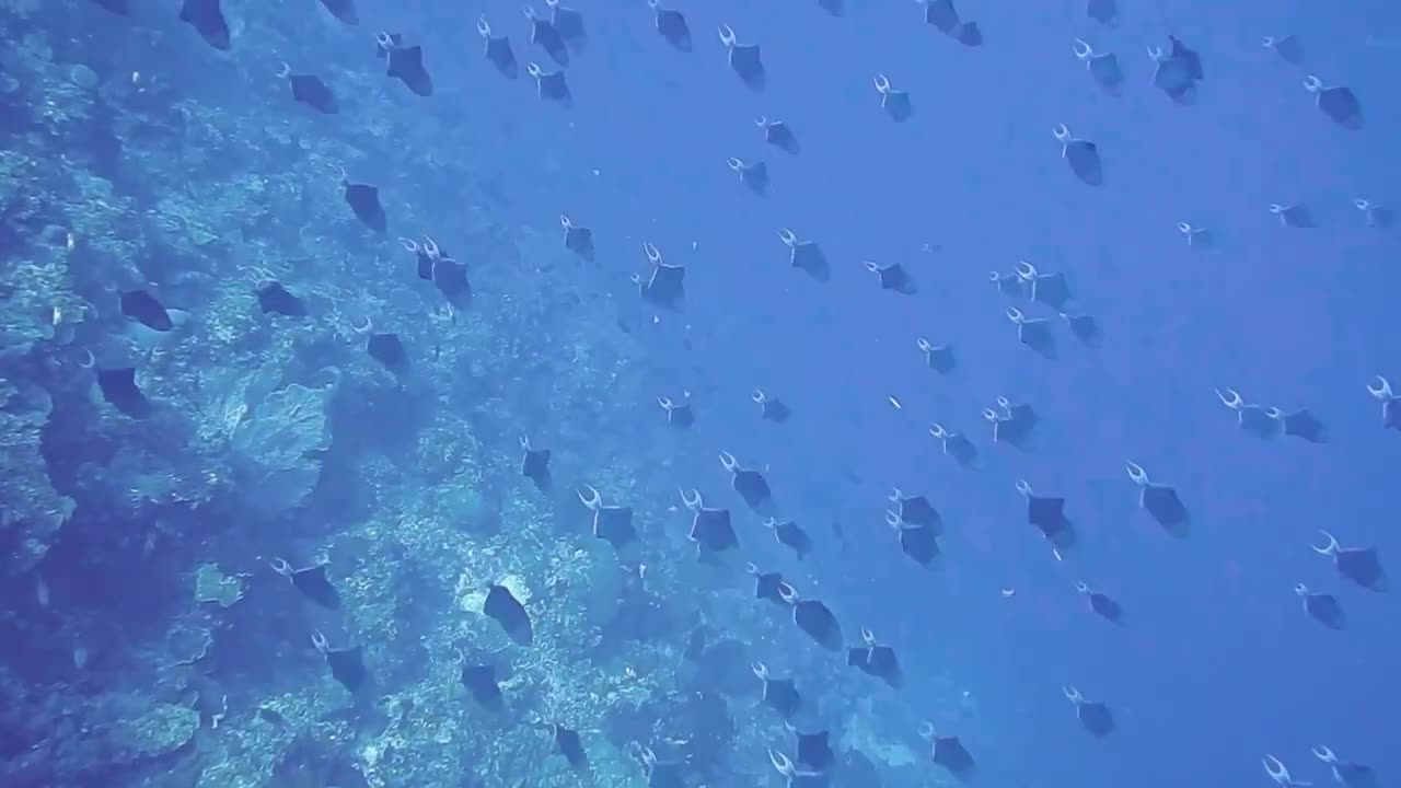 Underwater Sea Life