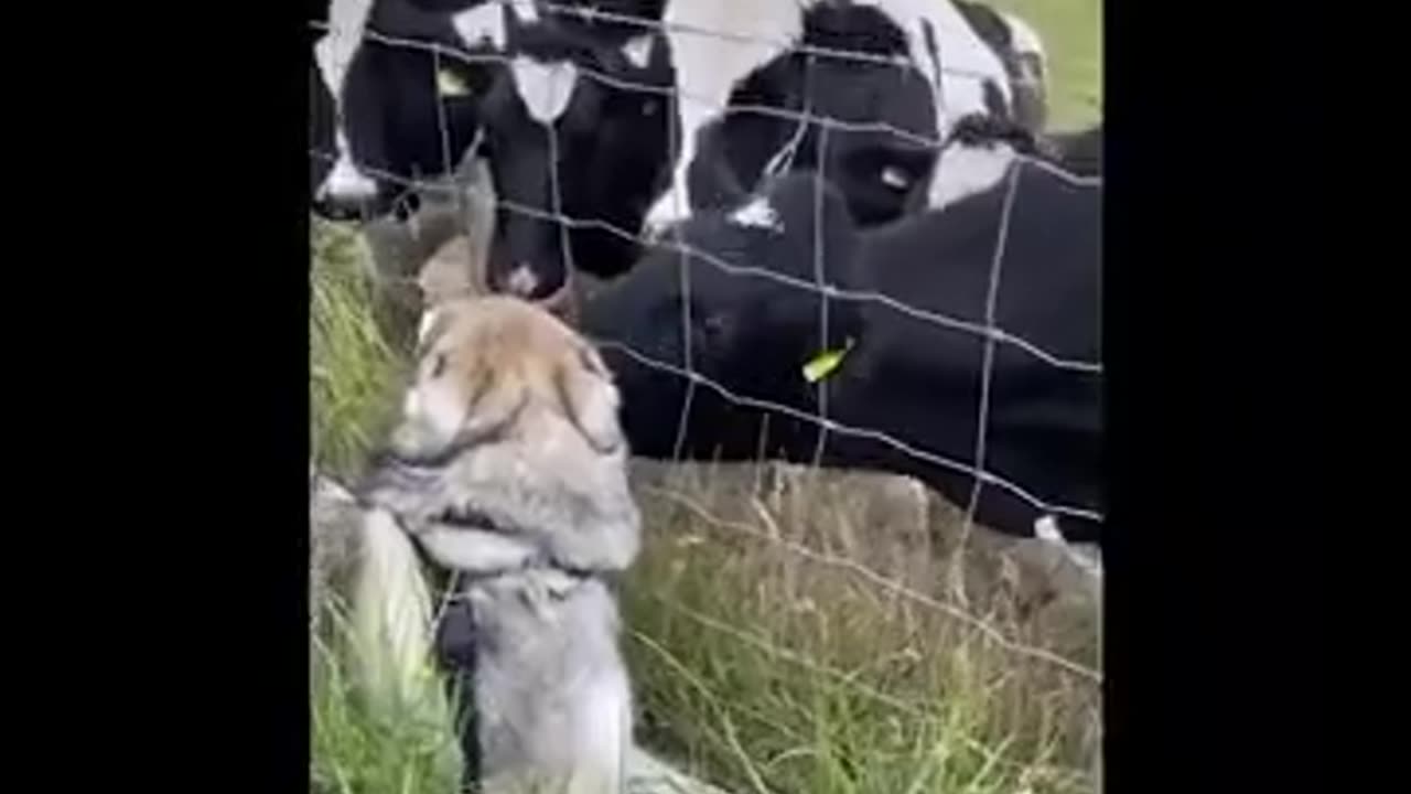 How cute they are