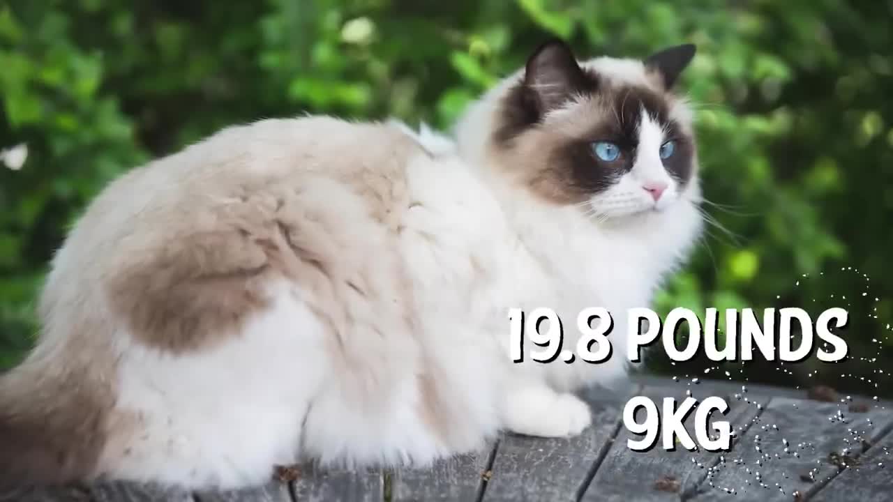 The BIGGEST CAT BREEDS In The World