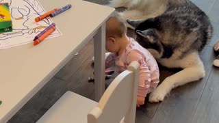 Baby Farts on Husky