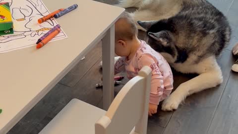 Baby Farts on Husky