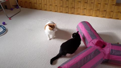 Cat Meows Before Attacking Other Cat