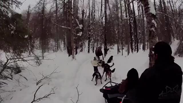 Momma Moose Charges Dog Sled Team