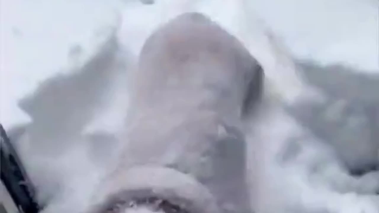 This dog have fun 😂