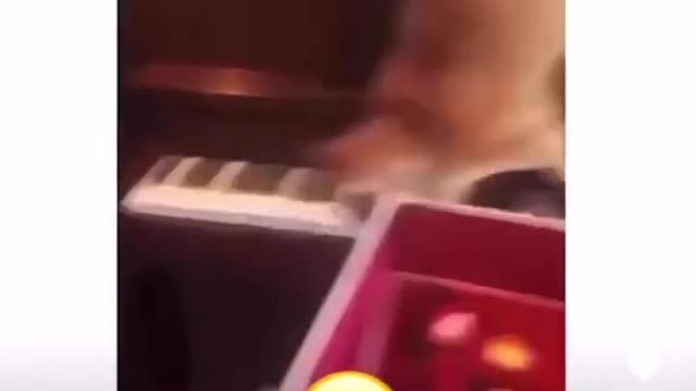 Cat playing piano