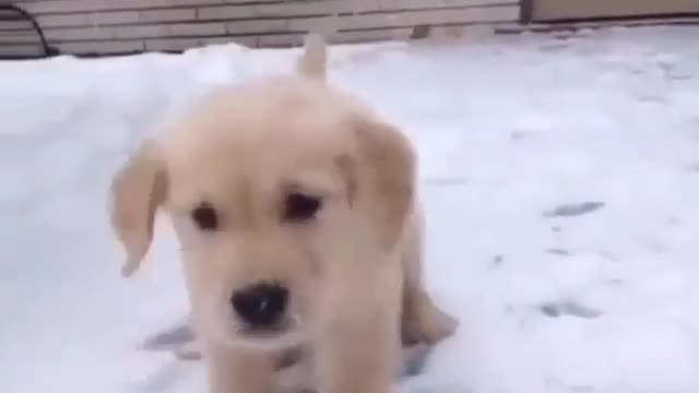 The first time I saw a dog snow