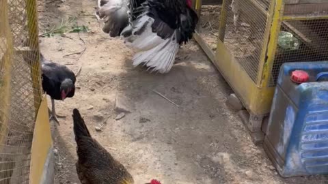 Turkey hen fight