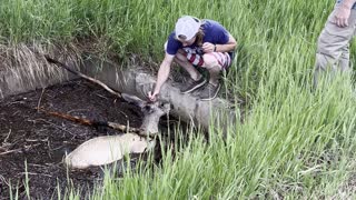 Grandfather and Grandson Rescue Deer