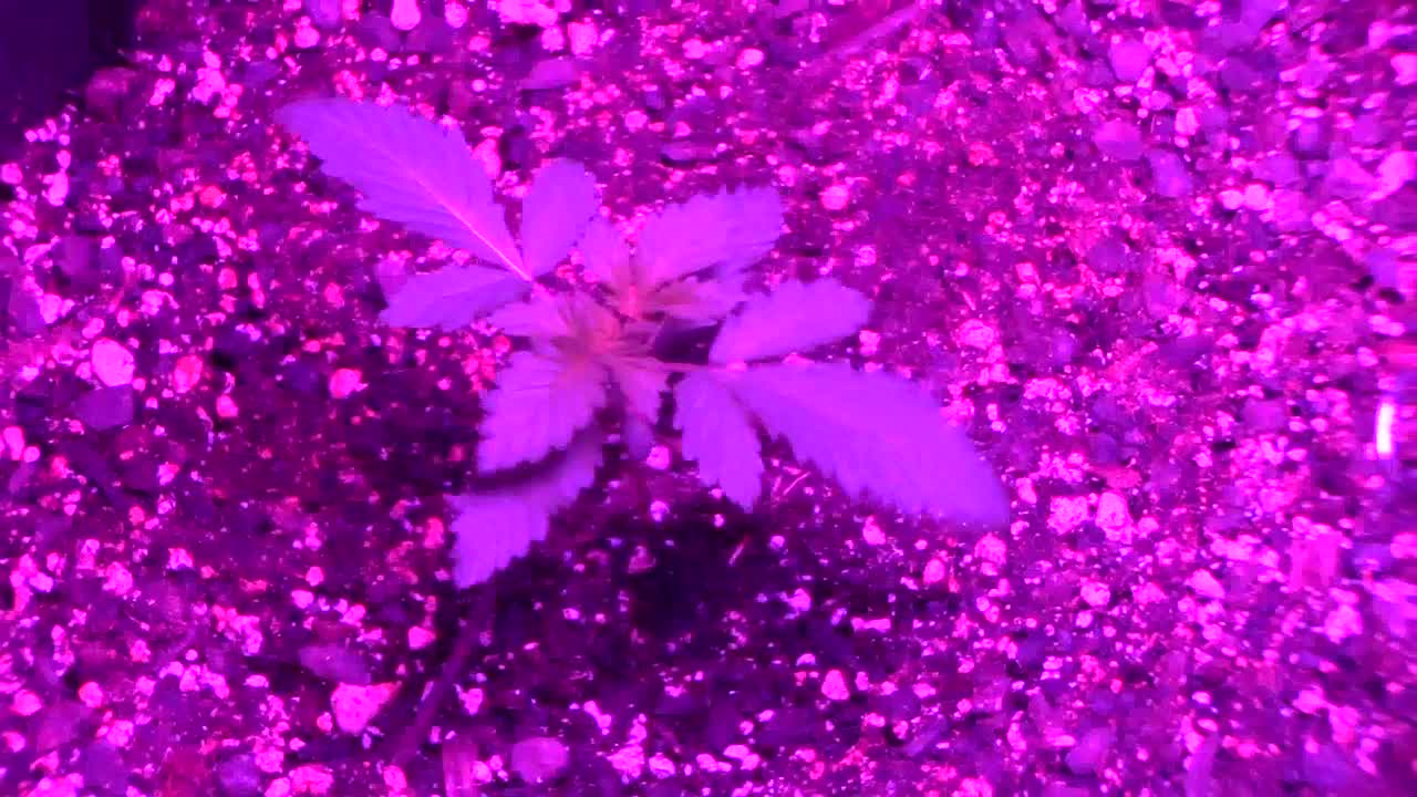 Batch #6 of daddies growth journal