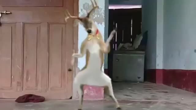 Real Funny Animal Dance whatsapp status video