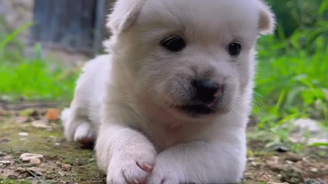 A Small Puppy Playing with Hen Kids