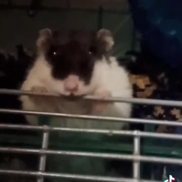 And YOU thought you got 😠 😡 ANGRY when YOU were HUNGRY:-)