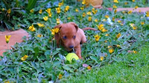 Cutest Puppy 😘 Cutest Puppy Dog in the world 🌎