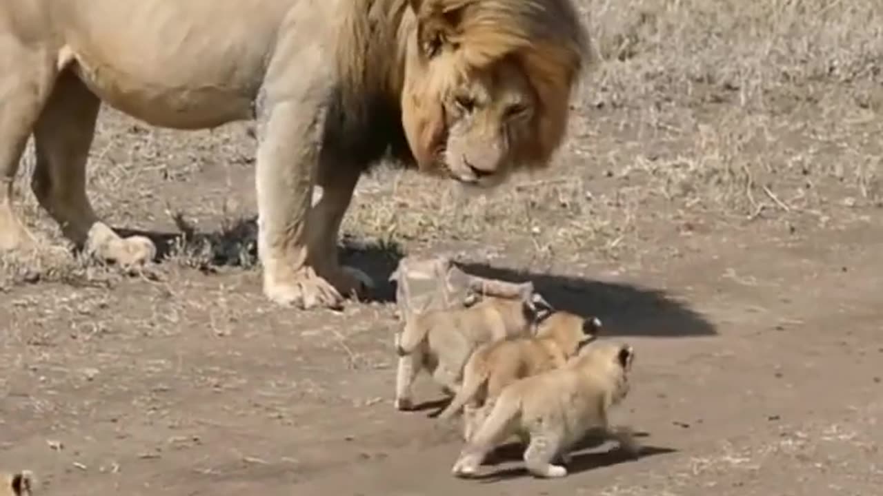 Little cubs having fun with father 😡