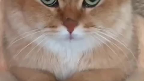 Cute and funny kitten video