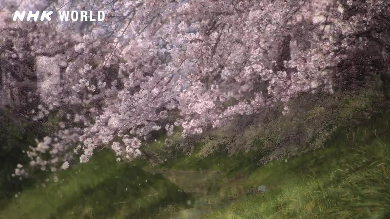 Cherry blossoms fall - The 72 Pentads of Yamato