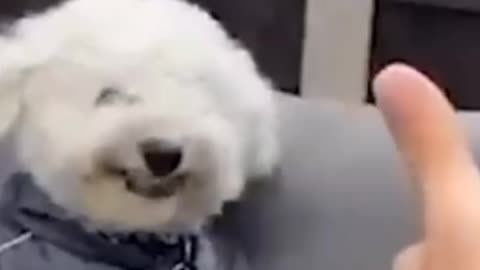 funny animal videos
