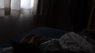 Asking my cat about my bmw