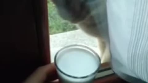 Cute Cat Gif