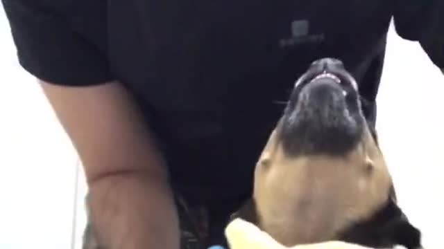 cute puppy doesn't like clothes