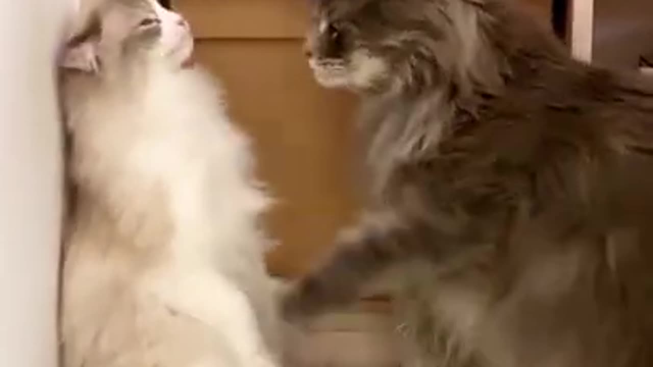 Funny cat compulation