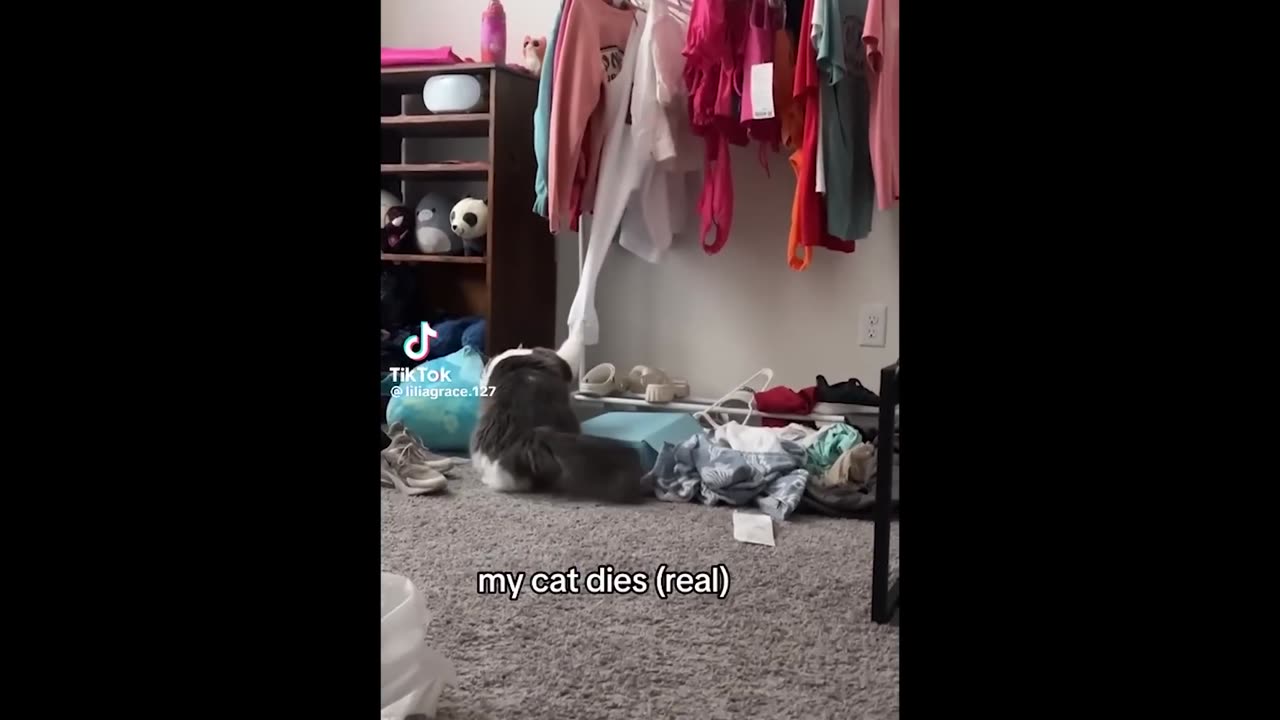 Cute Cat Video