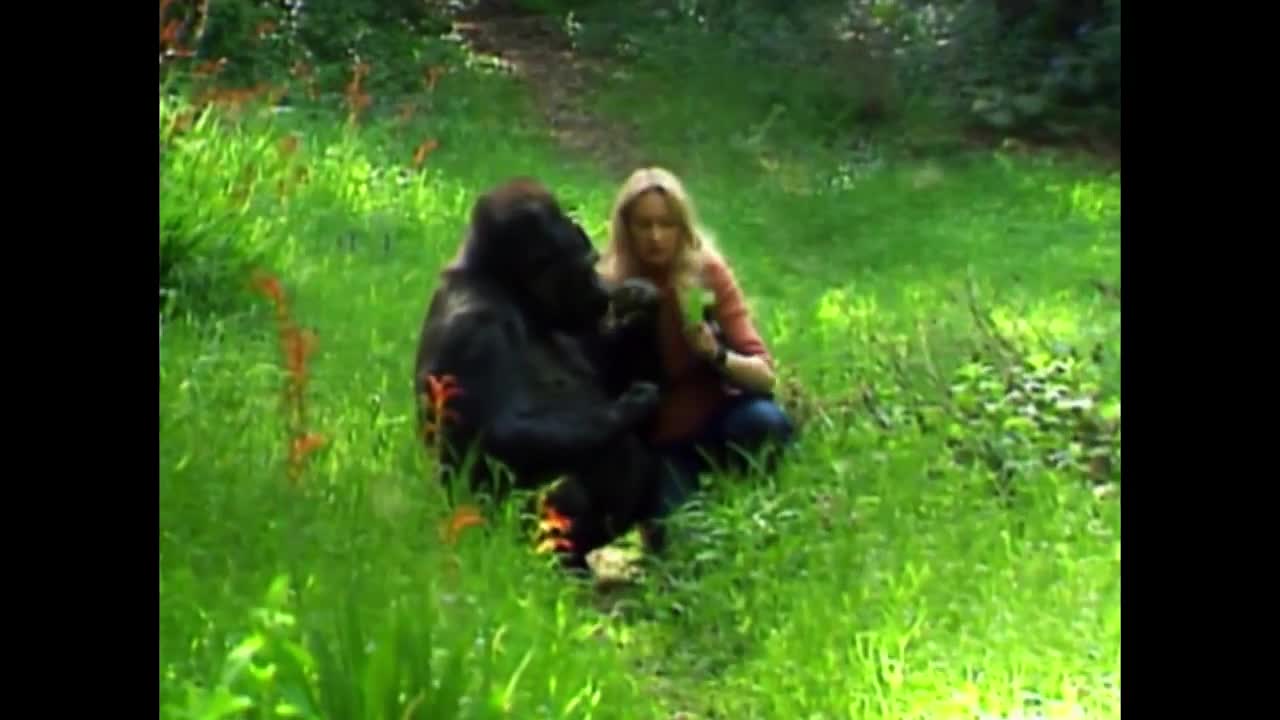 Did you know there's a talking gorilla? | #TalkingGorilla | BBC