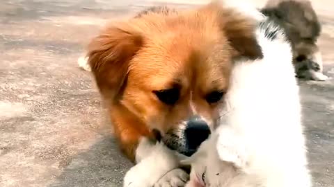 Dog and puppy viral video 💗😱