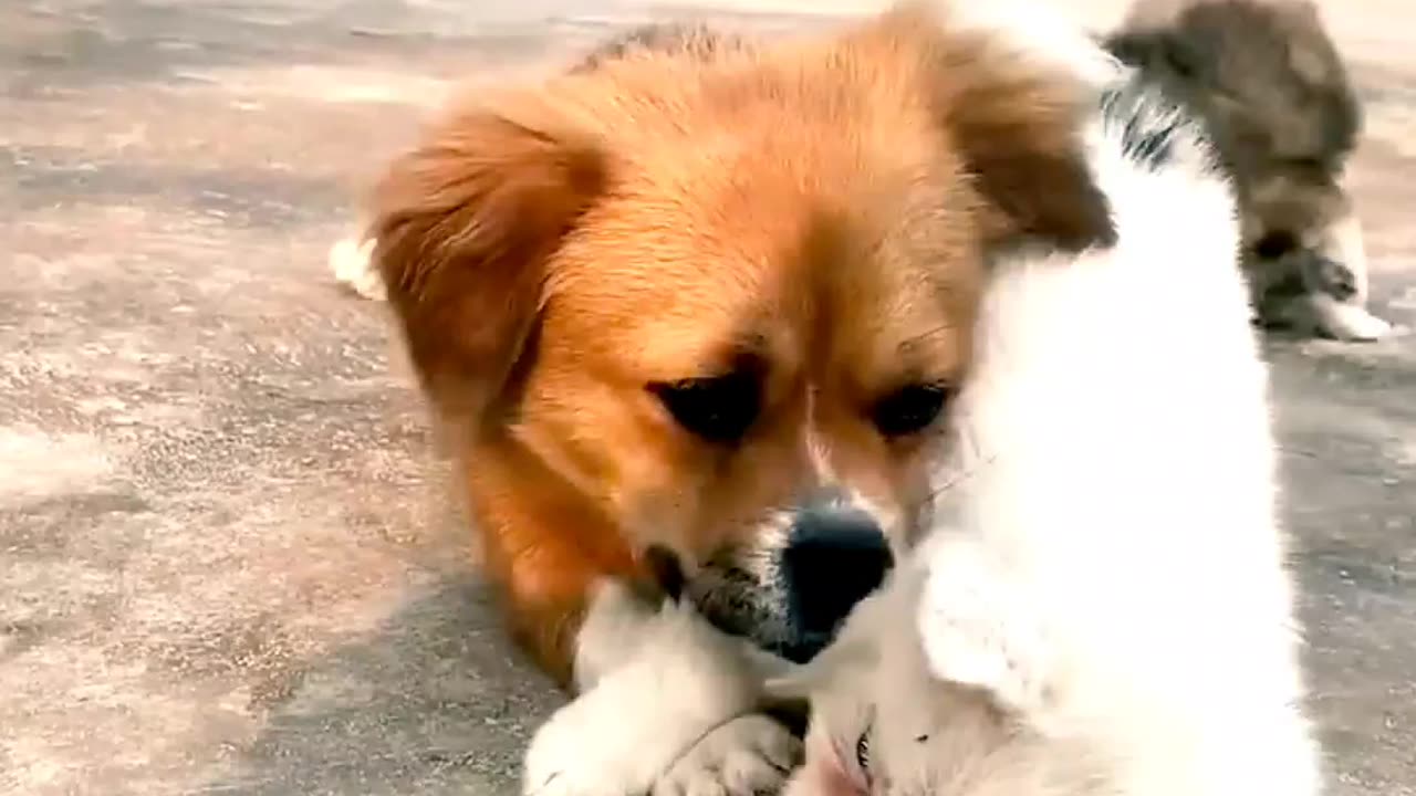 Dog and puppy viral video 💗😱