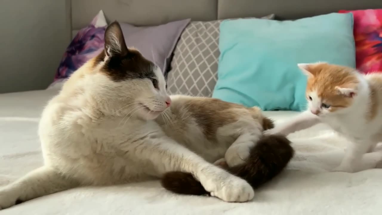 Dad cat ignores Tiny Kitten ❤️