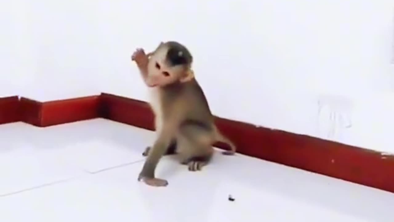 Monkey vs cock funny video 🤣