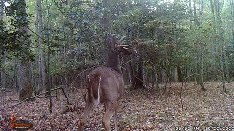 Whitetail Deer