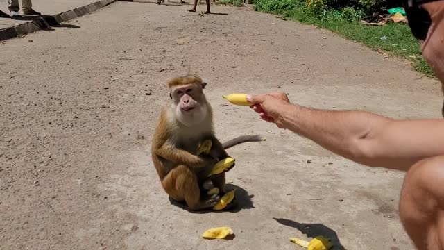 Not smart monkey