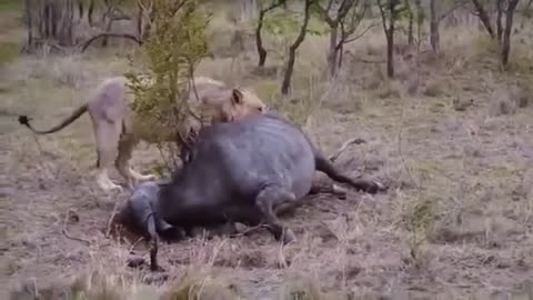 Most Amazing Wild Animal Attacks Lion vs Buffalo Big Battle Animals Fight When Prey Fights Back