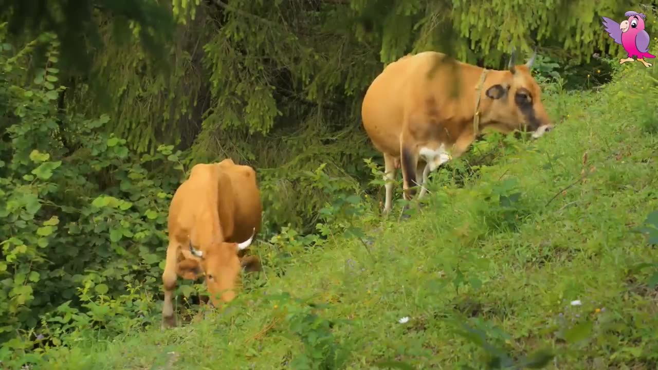 Wonderfull Cows and cows