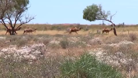 Lion vs camel fight