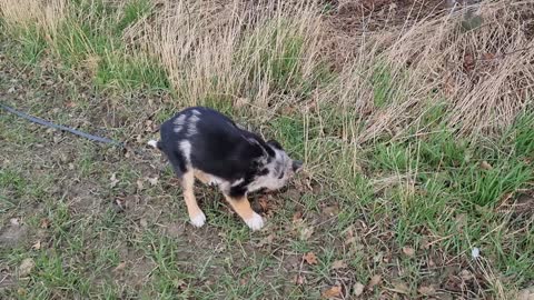 Heidi 16 weeks old