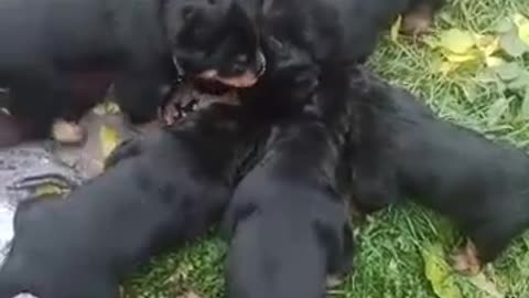 Rottweiler dinner