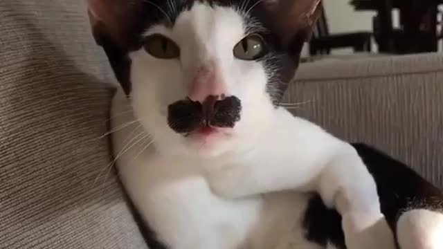 sinduda existe el gato de fredy mercury