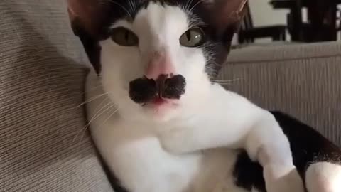 sinduda existe el gato de fredy mercury