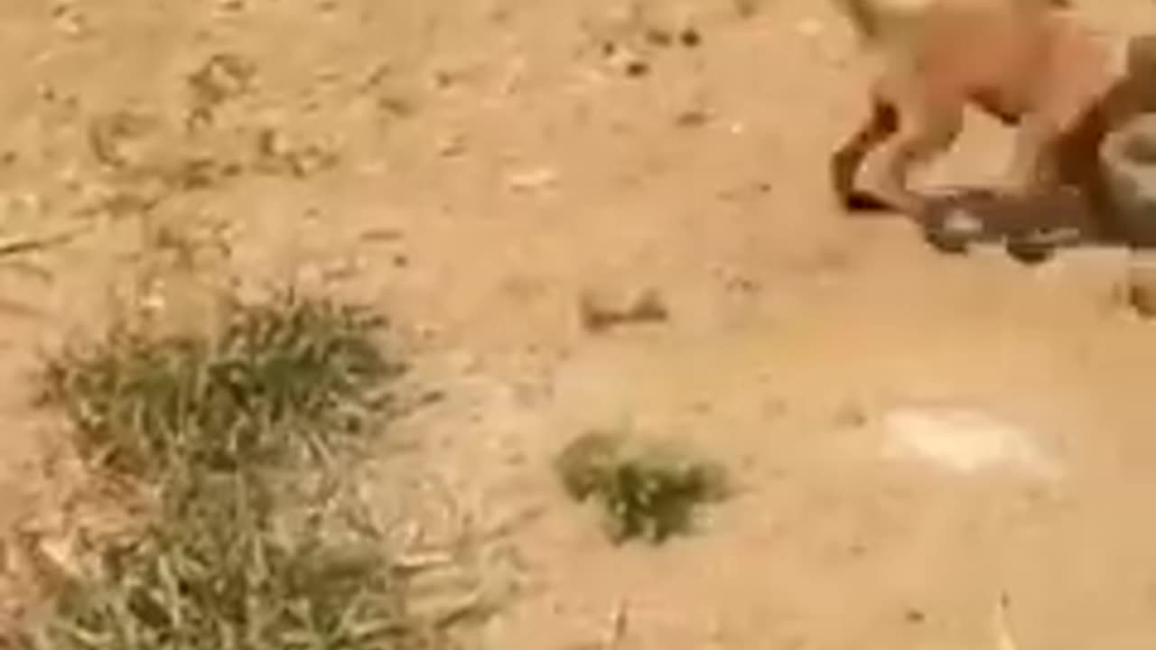 Funny Animal video