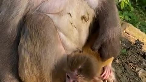 Cute Monkey China & Funny Love monkey| Animals Love