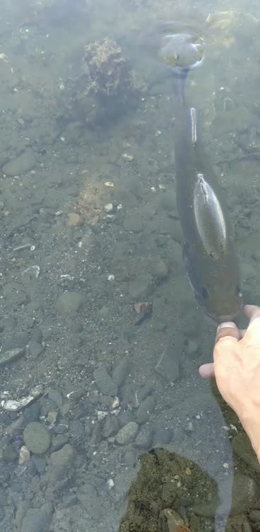 Another release of another beautiful Large Mouth Bass