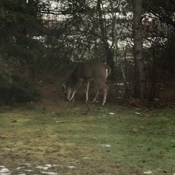 Deer 1 Jan 5th