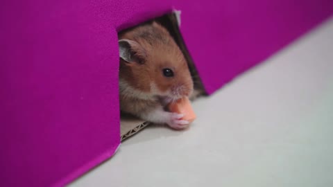 Cute Hamster Playing in the Rainbow Pyramid Hamster Pool