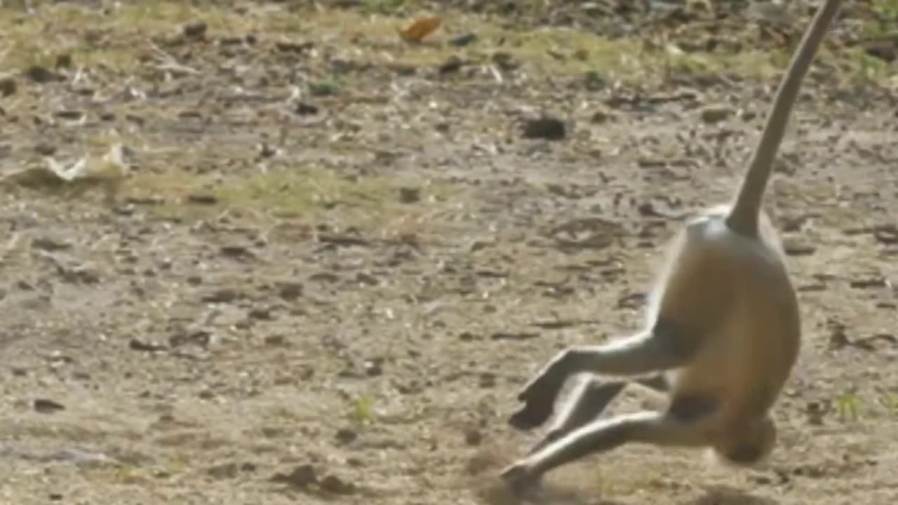 cute monkey video